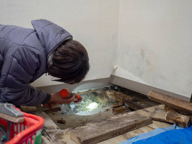 Best Attic Mold Removal  in Thomasboro, IL