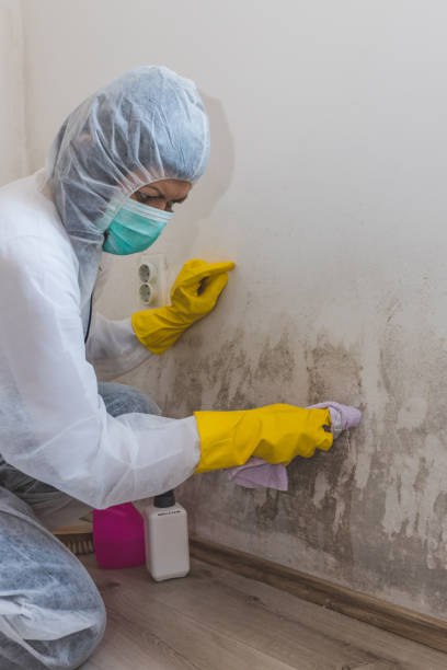 Best HVAC Mold Inspection and Cleaning  in Thomasboro, IL